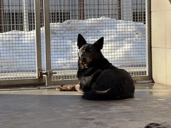DAFNE, female 7yo mixed breed for adoption at Schronisko Kraków, Kraków