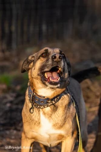 LAKY, 6yo mixed breed for adoption at Schronisko Kraków, Kraków