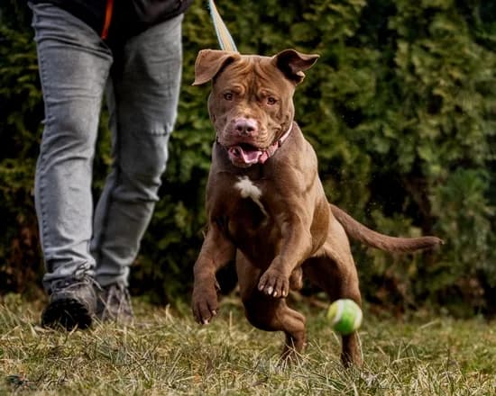 HADES, young Pit Bull Terrier for adoption at Schronisko Kraków, Kraków