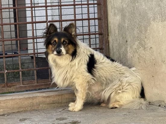 LUXIU, 7yo mixed breed for adoption at Schronisko Kraków, Kraków
