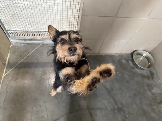ZŁOTY, 4yo mixed breed for adoption at Schronisko Kraków, Kraków