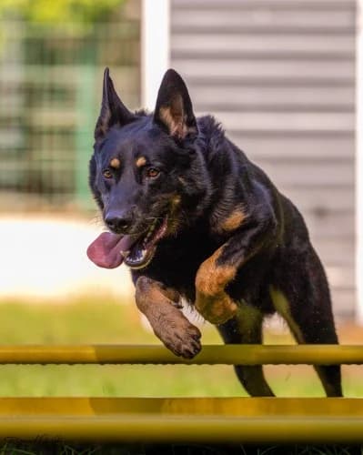 BLITZ, 6yo German Shepherd for adoption at Schronisko Kraków, Kraków