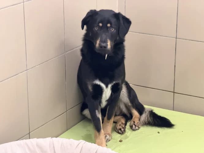 LUCEK, male young mixed breed for adoption at Schronisko Kraków, Kraków