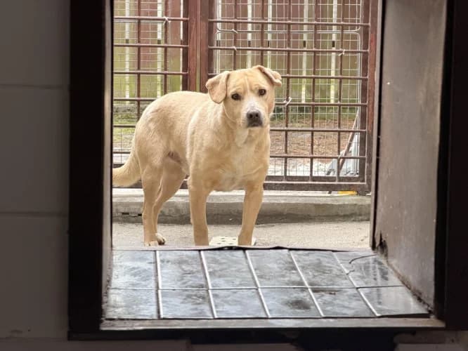 PABLO, young mixed breed for adoption at Schronisko Kraków, Kraków