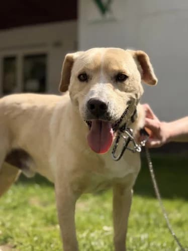 PABLO, young mixed breed for adoption at Schronisko Kraków, Kraków
