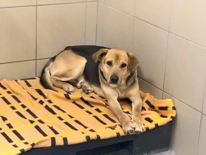 BARY, 3yo mixed breed for adoption at Schronisko Kraków, Kraków