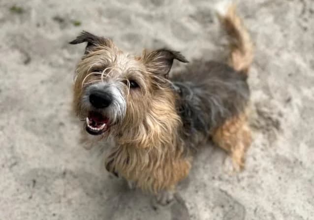 TOBIŚ, 4yo mixed breed for adoption at Schronisko Kraków, Kraków