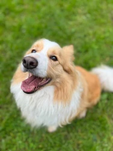 KRAKERS, 6yo Border Collie for adoption at Schronisko Kraków, Kraków