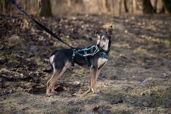 MARA, female senior mixed breed for adoption at Schronisko Kraków, Kraków