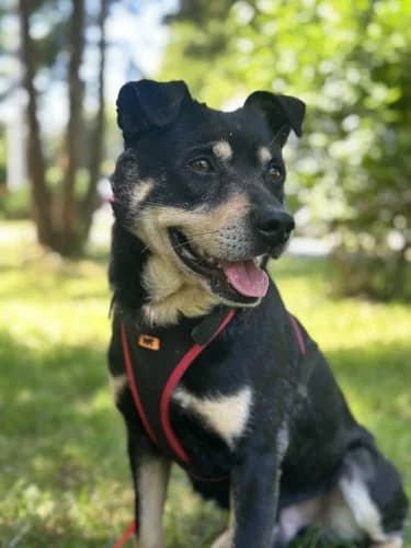 CZARUŚ, senior mixed breed for adoption at Schronisko Kraków, Kraków