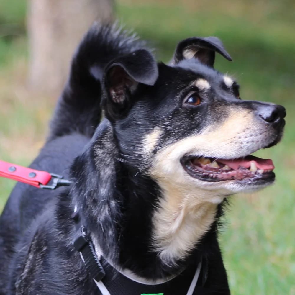 CZARUŚ, senior mixed breed for adoption at Schronisko Kraków, Kraków
