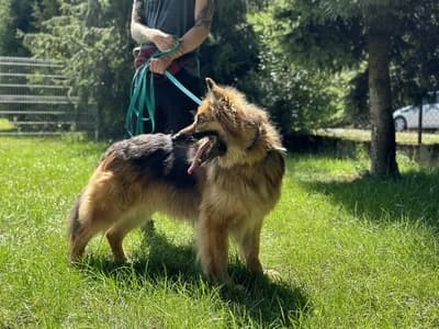 IRAK, senior mixed breed for adoption at Schronisko Kraków, Kraków