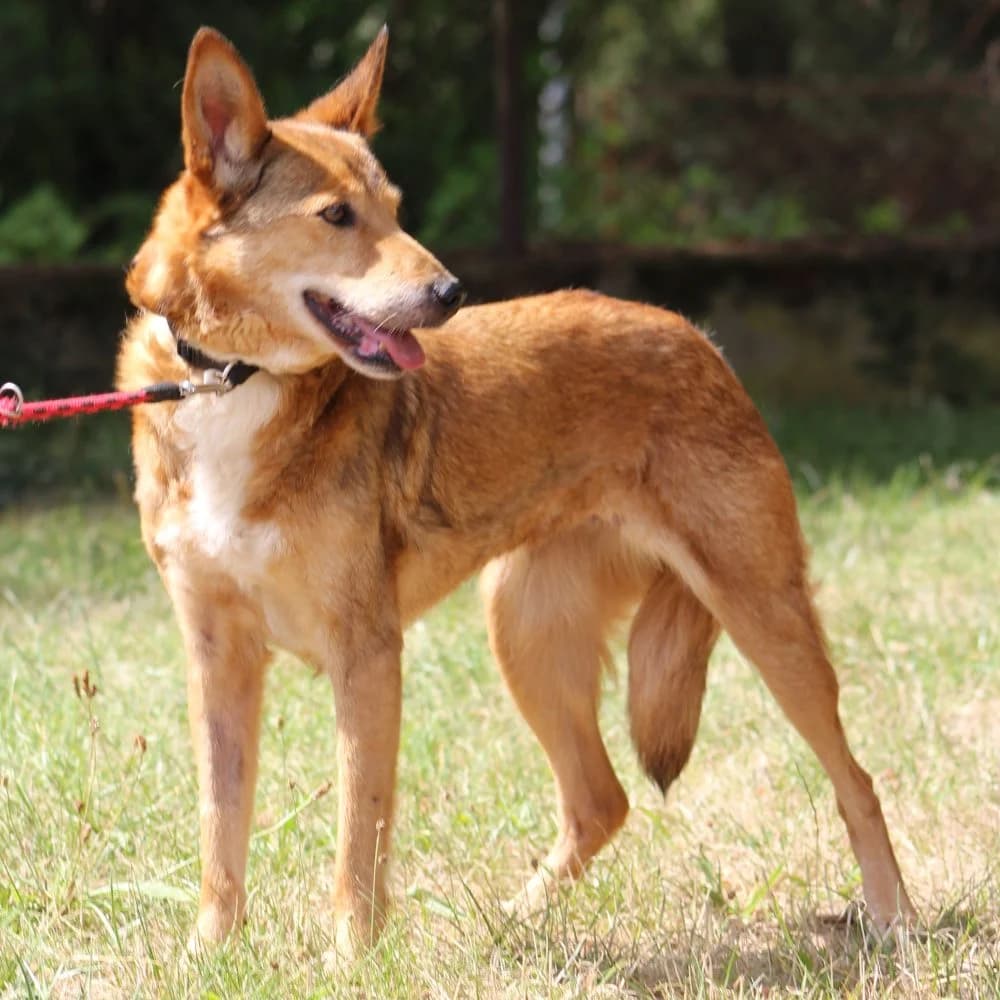 EWKA, senior mixed breed for adoption at Schronisko Kraków, Kraków