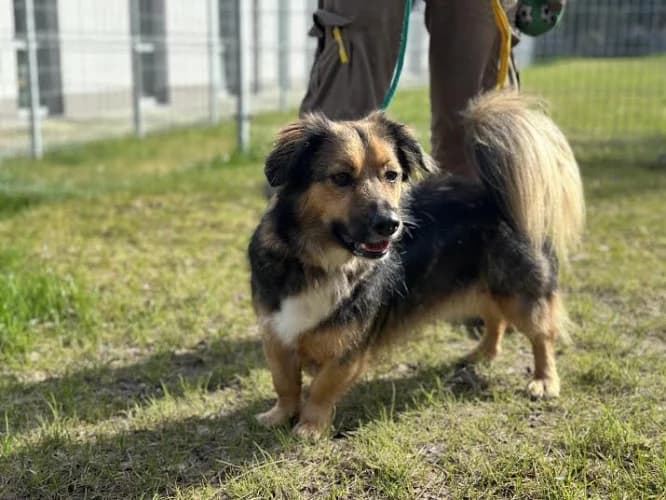 MIGUEL, 5yo mixed breed for adoption at Schronisko Kraków, Kraków