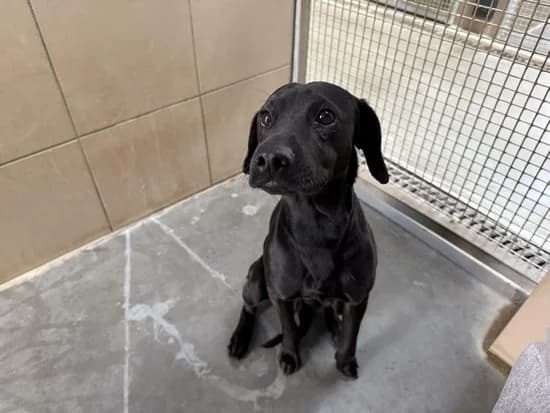 BASZAN, 4yo mixed breed for adoption at Schronisko Kraków, Kraków