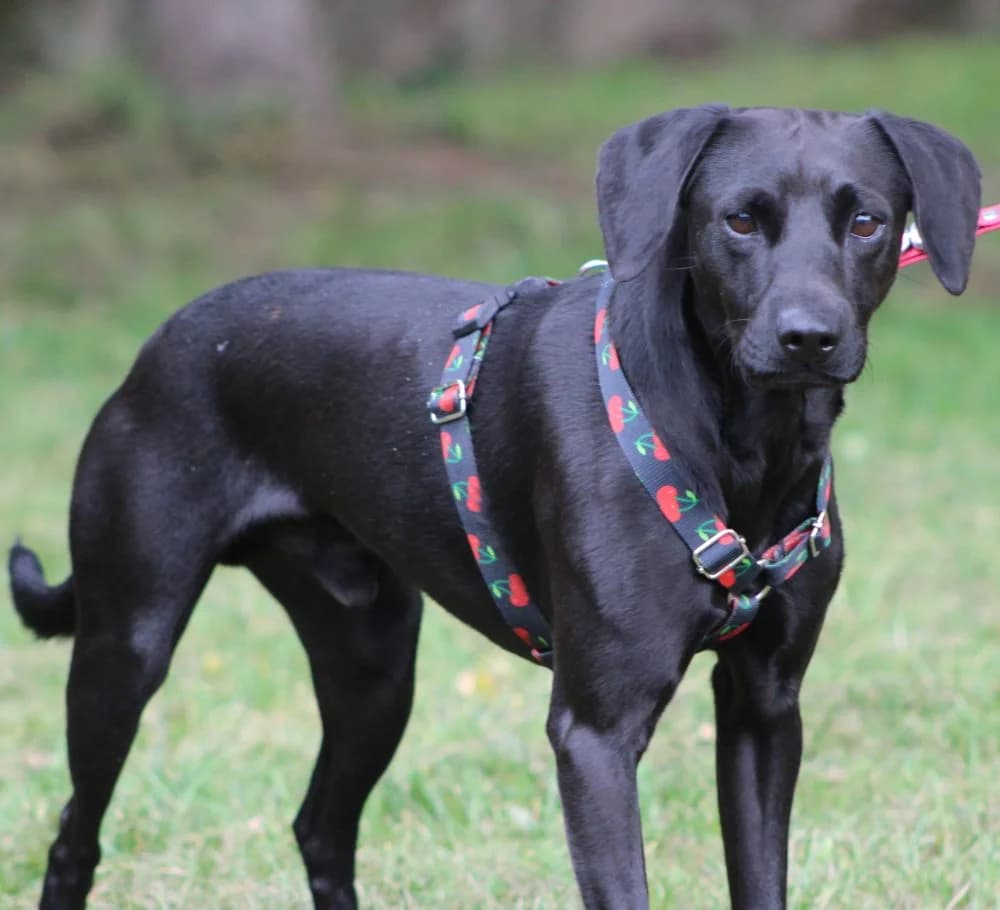 BASZAN, 4yo mixed breed for adoption at Schronisko Kraków, Kraków