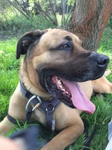 TAJFUN, 3yo mixed breed for adoption at Schronisko Kraków, Kraków