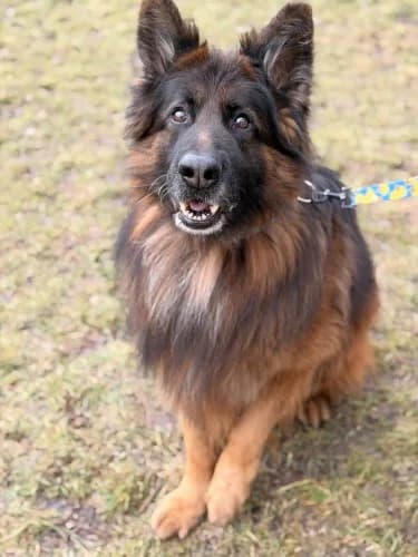 MISIEK, senior mixed breed for adoption at Schronisko Kraków, Kraków
