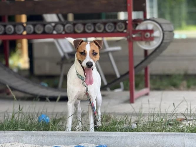 KROPEK, 3yo Jack Russell Terrier for adoption at Schronisko Kraków, Kraków