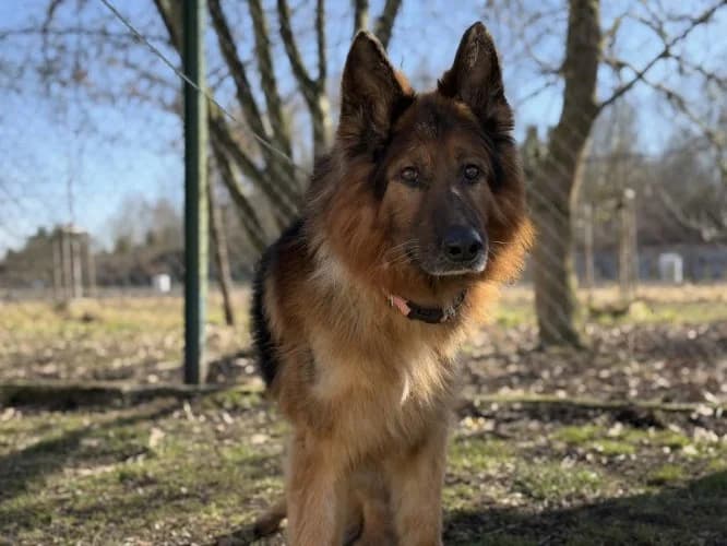FADO, 5yo mixed breed for adoption at Schronisko Kraków, Kraków