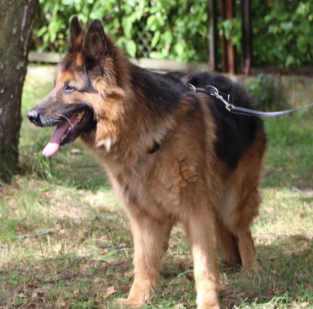 FADO, male 5yo mixed breed for adoption at Schronisko Kraków, Kraków
