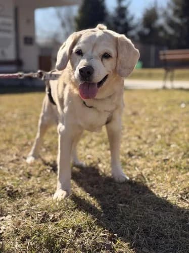 KUMPEL, senior mixed breed for adoption at Schronisko Kraków, Kraków