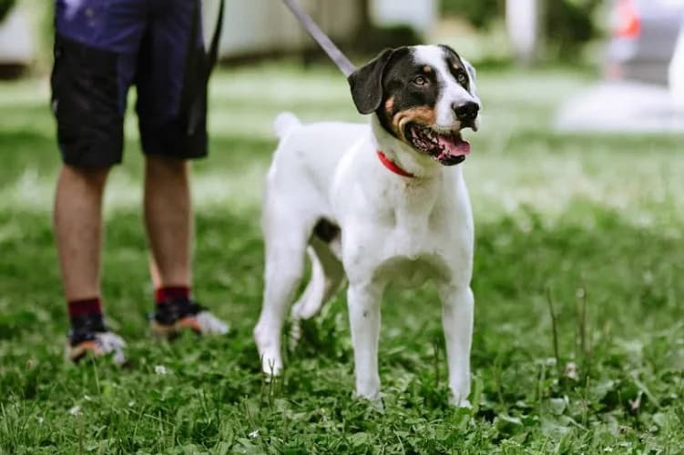 ENZO, 6yo mixed breed for adoption at Schronisko Kraków, Kraków
