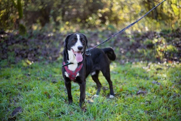 TAJKO, 3yo mixed breed for adoption at Schronisko Kraków, Kraków