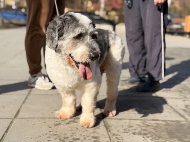 TOBI, senior mixed breed for adoption at Schronisko Kraków, Kraków