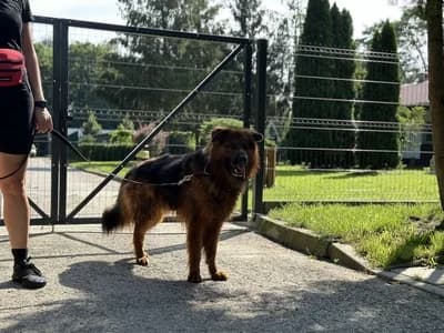 DRAGO, 5yo mixed breed for adoption at Schronisko Kraków, Kraków