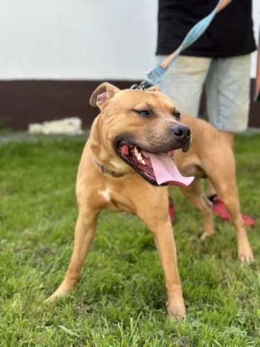 SŁONECZNIK, 3yo mixed breed for adoption at Schronisko Kraków, Kraków