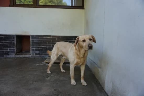 DŻEKI, 5yo Labrador Retriever for adoption at Schronisko Kraków, Kraków