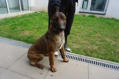 MALINA, female 4yo mixed breed for adoption at Schronisko Kraków, Kraków