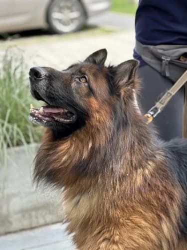 ALEKS, 7yo German Shepherd for adoption at Schronisko Kraków, Kraków