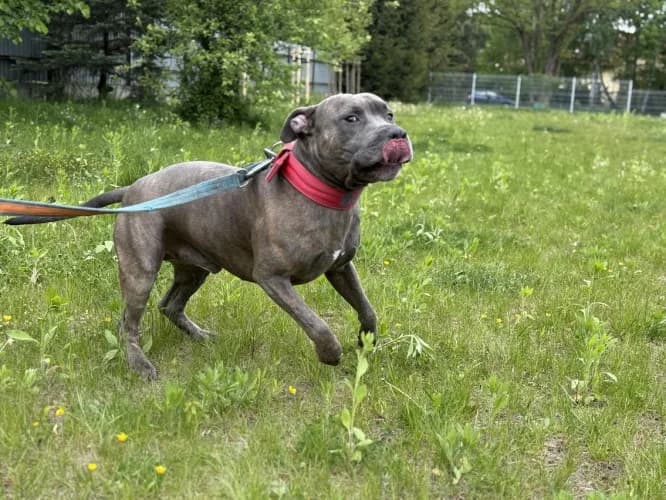 BADI, 5yo mixed breed for adoption at Schronisko Kraków, Kraków