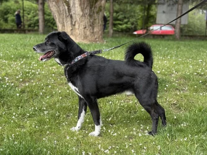 MIKI, senior mixed breed for adoption at Schronisko Kraków, Kraków