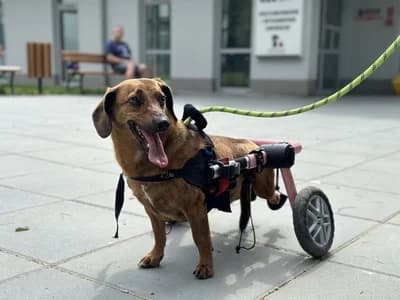 MULTYK, 6yo mixed breed for adoption at Schronisko Kraków, Kraków