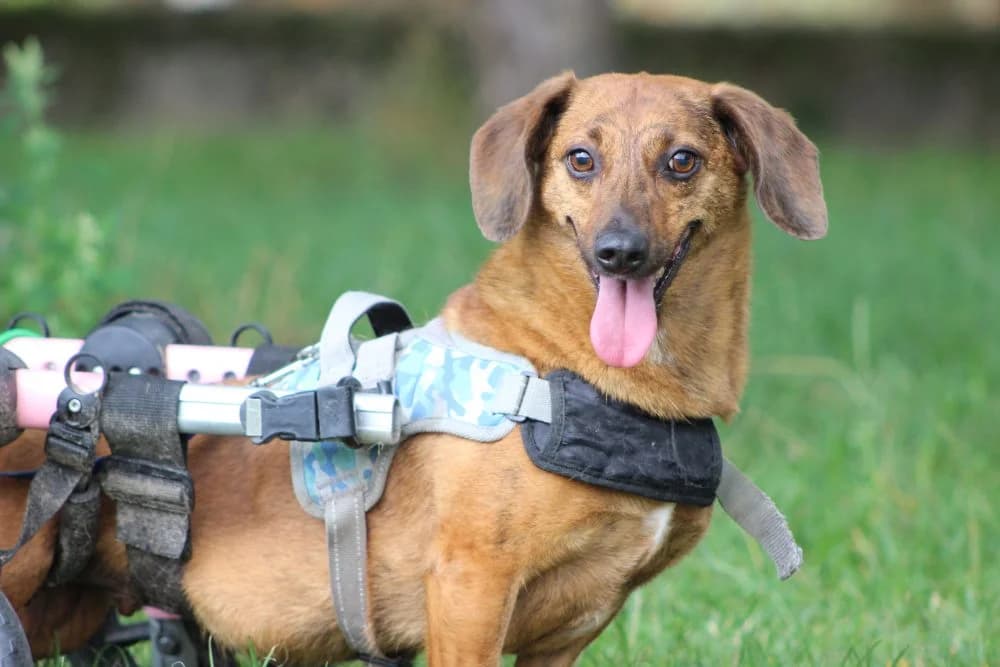 MULTYK, 7yo mixed breed for adoption at Schronisko Kraków, Kraków