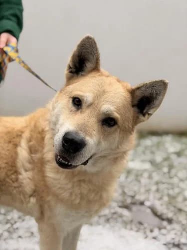 TUŃCZYK, 5yo mixed breed for adoption at Schronisko Kraków, Kraków