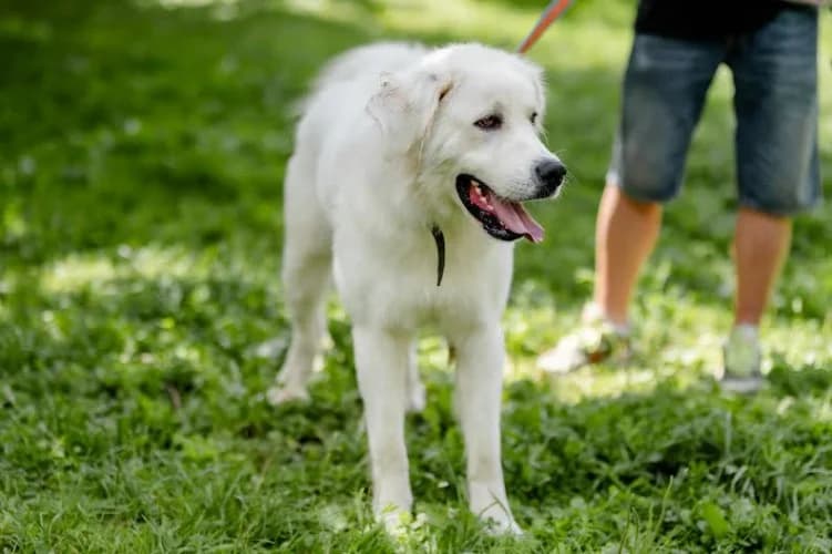 BACA, 4yo mixed breed for adoption at Schronisko Kraków, Kraków