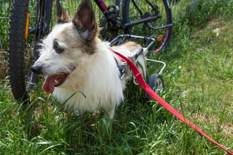 SHON, male senior mixed breed for adoption at Schronisko Kraków, Kraków