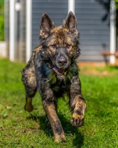 DINGO, 4yo mixed breed for adoption at Schronisko Kraków, Kraków