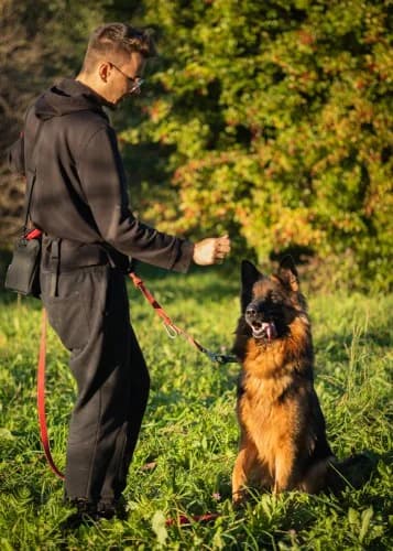 DŻAFAR, 5yo mixed breed for adoption at Schronisko Kraków, Kraków