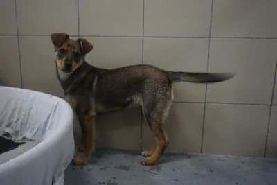 FRIDA, female puppy mixed breed for adoption at Schronisko Kraków, Kraków