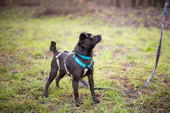 CYKORIA, 3yo mixed breed for adoption at Schronisko Kraków, Kraków