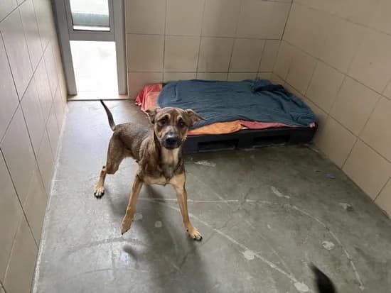 FADO, young mixed breed for adoption at Schronisko Kraków, Kraków