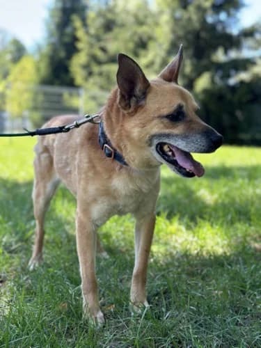 IZYDOR, senior mixed breed for adoption at Schronisko Kraków, Kraków