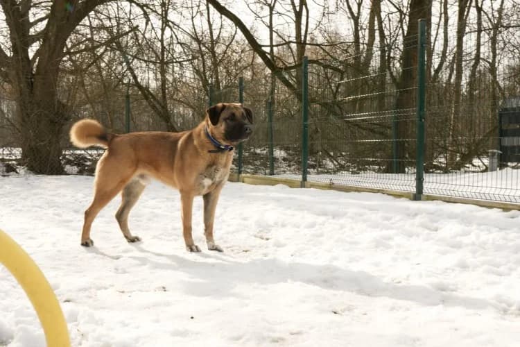TOŁDI, 3yo Kangal for adoption at Schronisko Kraków, Kraków