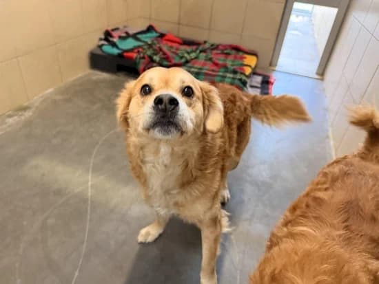 TORI, 7yo mixed breed for adoption at Schronisko Kraków, Kraków