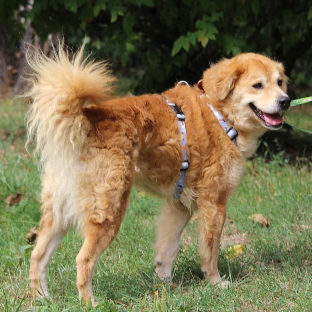 TORI, 7yo mixed breed for adoption at Schronisko Kraków, Kraków